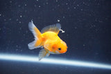 Baby Thai Oranda  Red White 2.5 Inch (ID#1022ToPTD-20) Free2Day SHIPPING