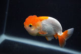 Juvenile Lionchu  Red White 3.5 Inch (ID#0107R11b-9) Free2Day SHIPPING