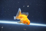 Baby Thai Oranda  Red White 2.5 Inch (ID#1022ToPTD-20) Free2Day SHIPPING