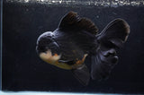 Giant Thai Oranda  Panda 8.5 Inch (ID#411T5a-126)
