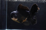 Giant Thai Oranda  Panda 8.5 Inch (ID#411T5a-126)