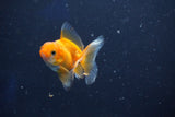 Baby Thai Oranda  Red White 2.5 Inch (ID#1022ToPTD-20) Free2Day SHIPPING