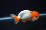 Juvenile Lionchu  Red White 3.5 Inch (ID#0107R11b-9) Free2Day SHIPPING