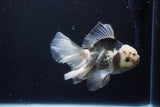 Thai Oranda  Panda 5.5 Inch (ID#1210To6b-106)