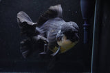 Giant Thai Oranda  Panda 8.5 Inch (ID#411T5a-126)