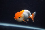 Juvenile Lionchu  Red White 3.5 Inch (ID#0107R11b-9) Free2Day SHIPPING