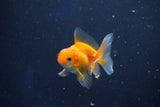 Baby Thai Oranda  Red White 2.5 Inch (ID#1022ToPTD-20) Free2Day SHIPPING