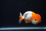 Juvenile Lionchu  Red White 3.5 Inch (ID#0107R11b-9) Free2Day SHIPPING