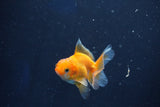 Baby Thai Oranda  Red White 2.5 Inch (ID#1022ToPTD-20) Free2Day SHIPPING