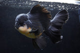 Giant Thai Oranda  Panda 8.5 Inch (ID#411T5a-126)