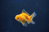 Baby Thai Oranda  Red White 2.5 Inch (ID#1022ToPTD-20) Free2Day SHIPPING