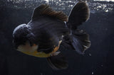 Giant Thai Oranda  Panda 8.5 Inch (ID#411T5a-126)