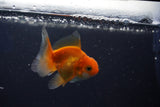 Baby Thai Oranda  Red White 2.5 Inch (ID#1022ToPTD-20) Free2Day SHIPPING