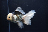 Thai Oranda  Panda 5.5 Inch (ID#1210To6b-106)