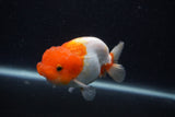 Juvenile Lionchu  Red White 3.5 Inch (ID#0107R11b-10) Free2Day SHIPPING