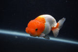 Juvenile Lionchu  Red White 3.5 Inch (ID#0107R11b-10) Free2Day SHIPPING