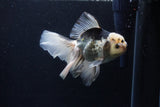 Thai Oranda  Panda 5.5 Inch (ID#1210To6b-106)