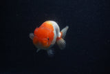 Juvenile Lionchu  Red White 3.5 Inch (ID#0107R11b-10) Free2Day SHIPPING