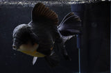 Giant Thai Oranda  Panda 8.5 Inch (ID#411T5a-126)