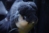 Giant Thai Oranda  Panda 8.5 Inch (ID#411T5a-126)