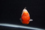 Juvenile Lionchu  Red White 3.5 Inch (ID#0107R11b-10) Free2Day SHIPPING