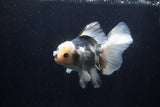 Thai Oranda  Panda 5.5 Inch (ID#1210To6b-106)