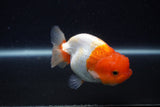 Juvenile Lionchu  Red White 3.5 Inch (ID#0107R11b-10) Free2Day SHIPPING