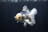 Thai Oranda  Panda 5.5 Inch (ID#1210To6b-106)