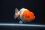 Juvenile Lionchu  Red White 3.5 Inch (ID#0107R11b-10) Free2Day SHIPPING