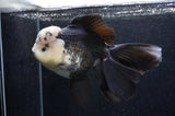 Giant Thai Oranda  Panda 7.5 Inch (ID#411T5a-127)