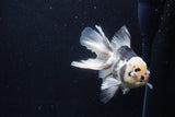 Thai Oranda  Panda 5.5 Inch (ID#1210To6b-106)