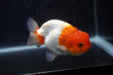 Juvenile Lionchu  Red White 3.5 Inch (ID#0107R11b-10) Free2Day SHIPPING