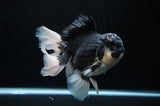 Jumbo Thai Oranda  Panda 6 Inch (ID#307To5b-118)