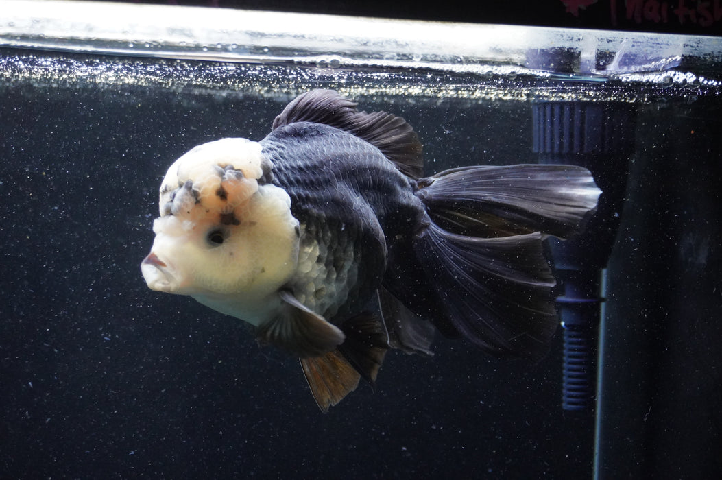 Giant Thai Oranda  Panda 7.5 Inch (ID#411T5a-127)