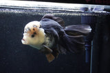 Giant Thai Oranda  Panda 7.5 Inch (ID#411T5a-127)