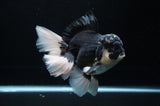 Jumbo Thai Oranda  Panda 6 Inch (ID#307To5b-118)