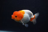 Juvenile Lionchu  Red White 3.5 Inch (ID#0107R11b-10) Free2Day SHIPPING