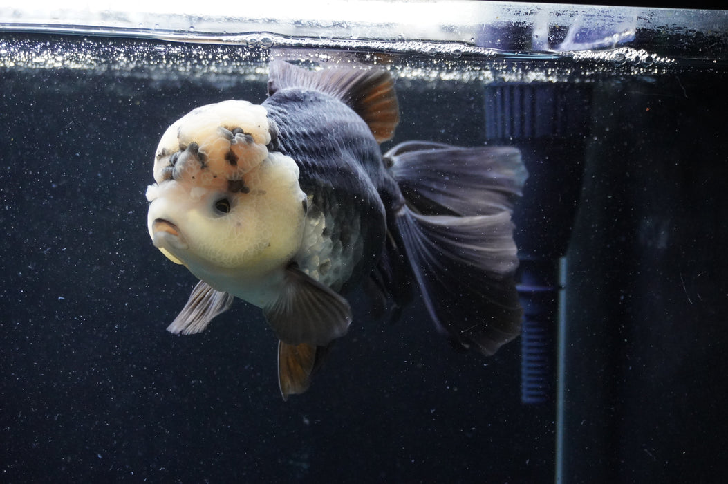 Giant Thai Oranda  Panda 7.5 Inch (ID#411T5a-127)