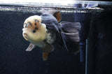 Giant Thai Oranda  Panda 7.5 Inch (ID#411T5a-127)