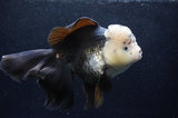 Giant Thai Oranda  Panda 7.5 Inch (ID#411T5a-127)