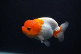 Juvenile Lionchu  Red White 3.5 Inch (ID#0107R11b-10) Free2Day SHIPPING