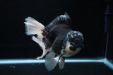 Jumbo Thai Oranda  Panda 6 Inch (ID#307To5b-118)