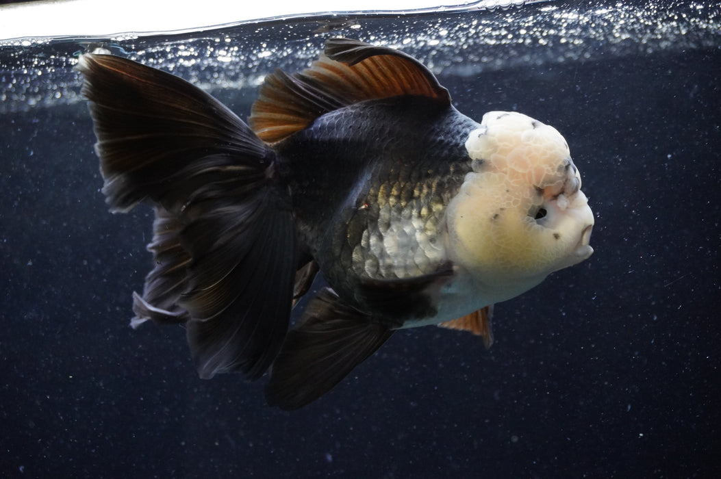 Giant Thai Oranda  Panda 7.5 Inch (ID#411T5a-127)