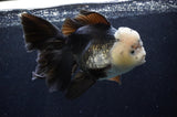 Giant Thai Oranda  Panda 7.5 Inch (ID#411T5a-127)