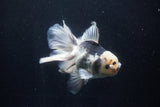 Thai Oranda  Panda 5.5 Inch (ID#1210To6b-106)