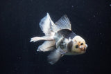 Thai Oranda  Panda 5.5 Inch (ID#1210To6b-106)