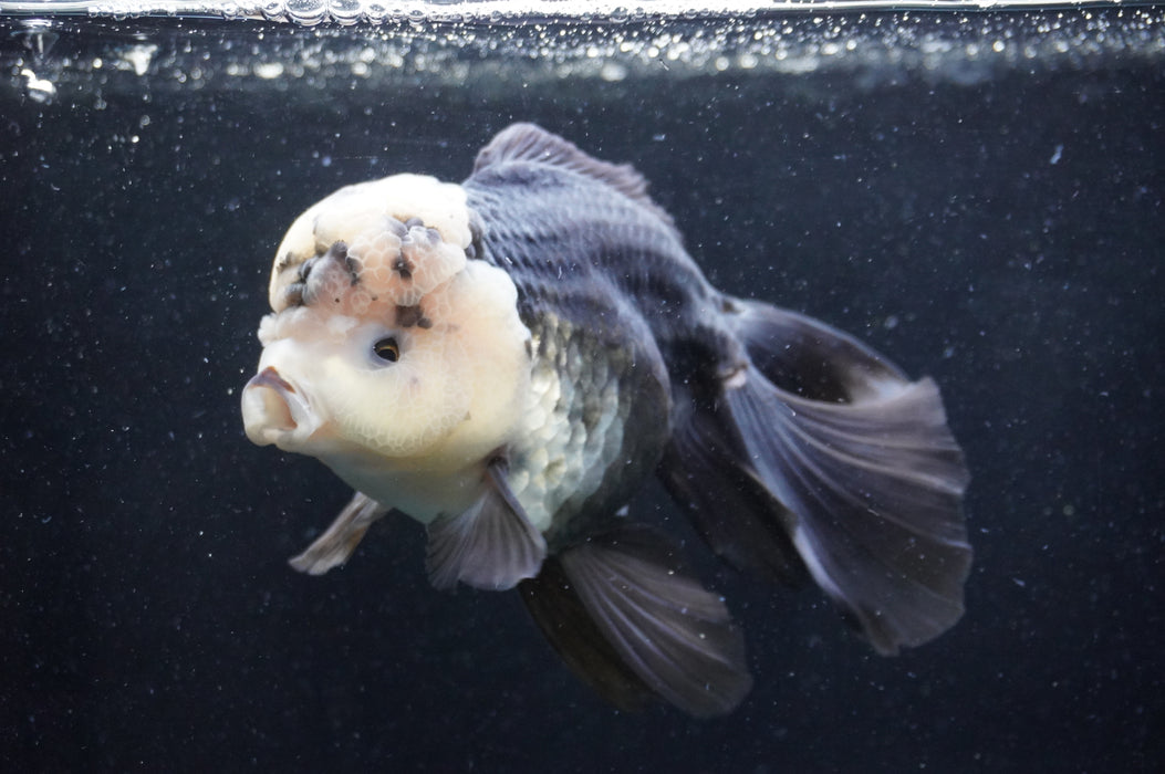 Giant Thai Oranda  Panda 7.5 Inch (ID#411T5a-127)