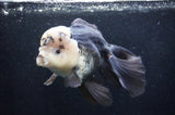 Giant Thai Oranda  Panda 7.5 Inch (ID#411T5a-127)