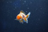 Baby Thai Oranda  Red White 2.5 Inch (ID#1018ToPTD-11) Free2Day SHIPPING