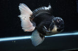 Jumbo Thai Oranda  Panda 6 Inch (ID#307To5b-118)